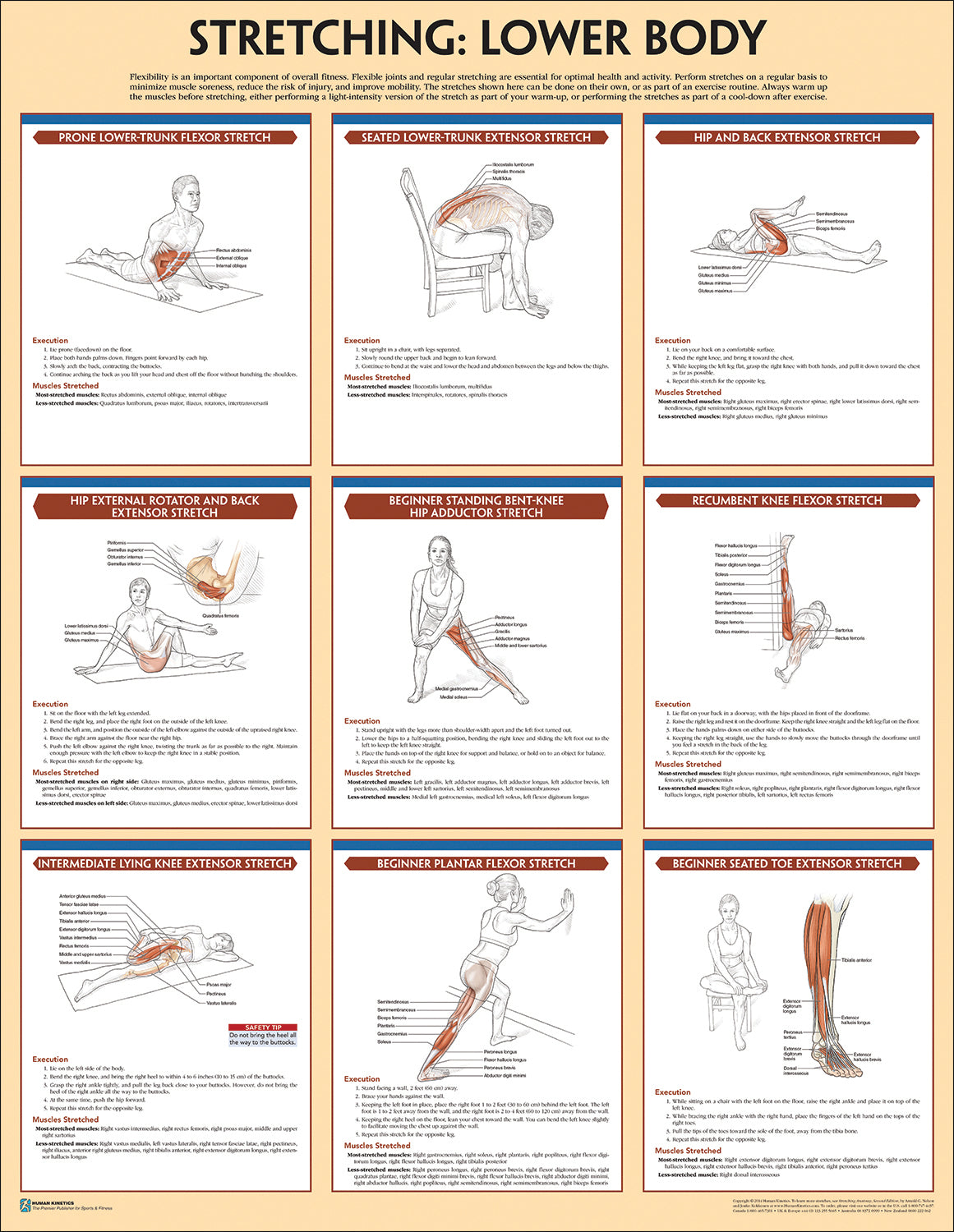 Stretching Anatomy Poster Set
