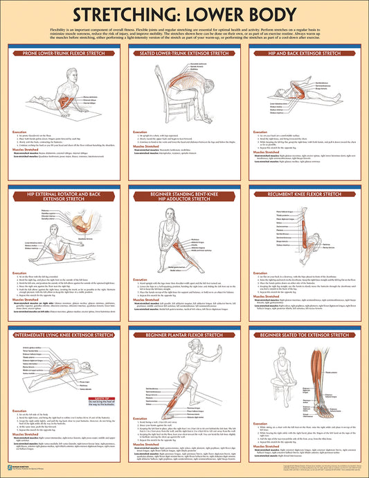 Stretching Anatomy Poster Set
