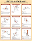 Stretching Anatomy Poster Set